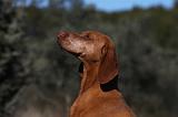 VIZSLA poil court 066